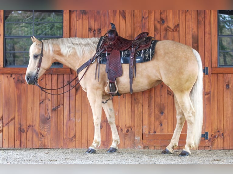 Caballo cuarto de milla Yegua 6 años 157 cm Palomino in Clarion, PA