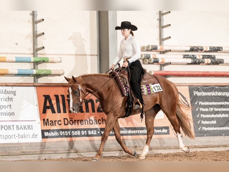 Caballo cuarto de milla Yegua 6 años 158 cm Alazán in Hundsangen