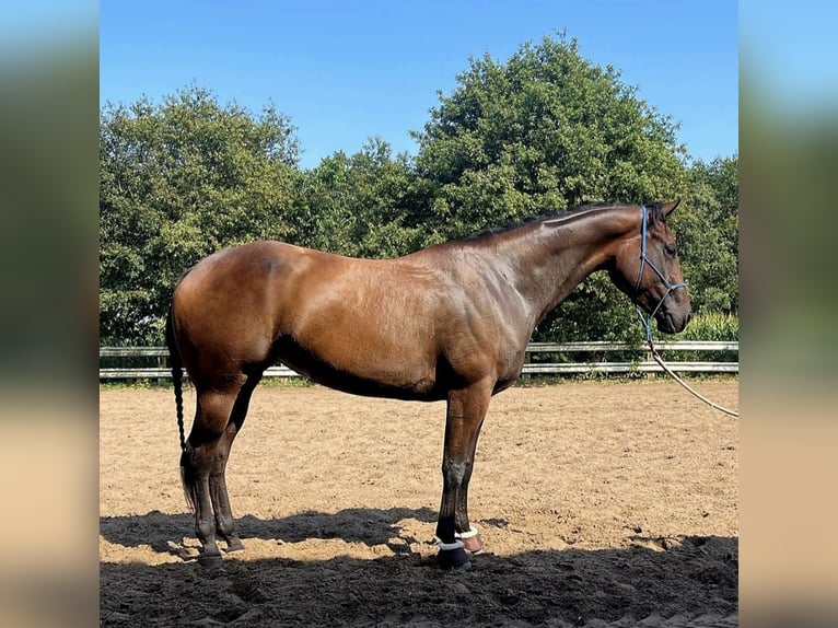 Caballo cuarto de milla Yegua 6 años 158 cm Morcillo in herentals