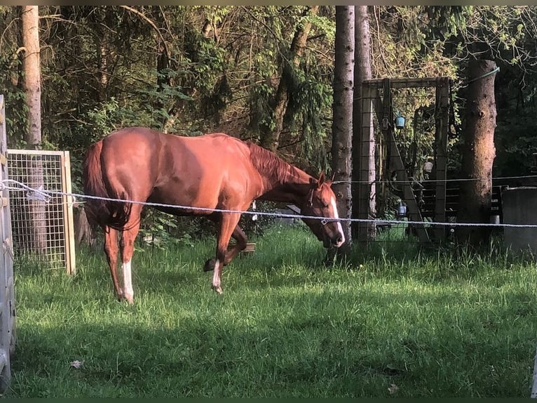 Caballo cuarto de milla Yegua 6 años 159 cm Alazán in Landesbergen