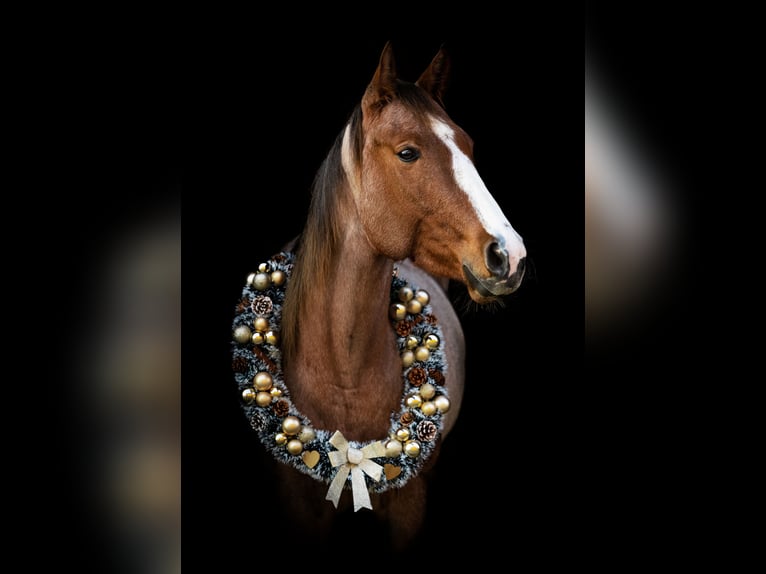 Caballo cuarto de milla Yegua 6 años 160 cm Ruano alazán in Illingen