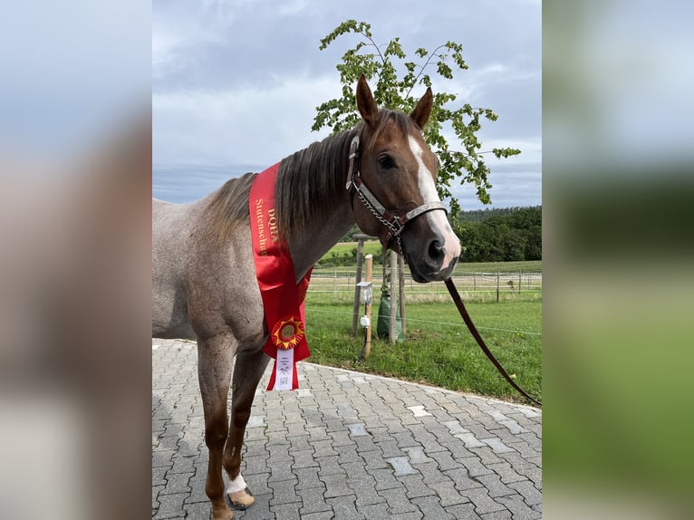 Caballo cuarto de milla Yegua 6 años 160 cm Ruano alazán in Illingen