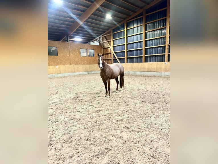 Caballo cuarto de milla Yegua 6 años 160 cm Ruano alazán in Illingen