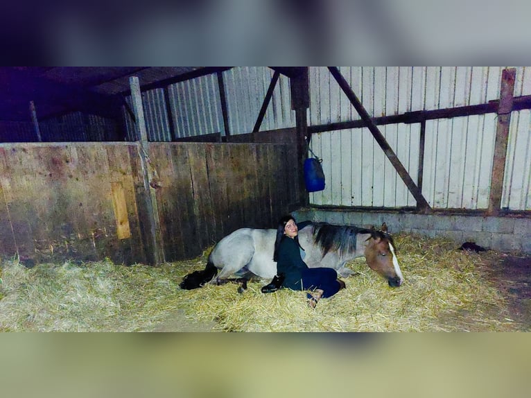 Caballo cuarto de milla Yegua 6 años 160 cm Ruano alazán in Illingen