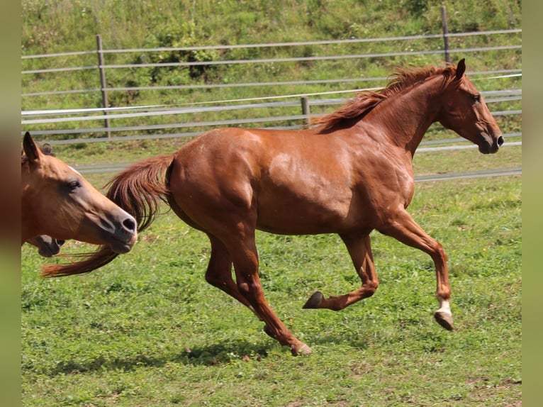 Caballo cuarto de milla Mestizo Yegua 6 años 162 cm Alazán in Waldshut-Tiengen