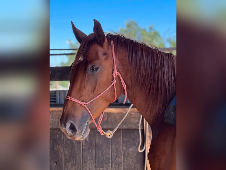 Caballo cuarto de milla Mestizo Yegua 6 años 162 cm Alazán in Waldshut-Tiengen