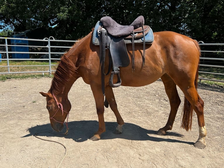 Caballo cuarto de milla Mestizo Yegua 6 años 162 cm Alazán in Waldshut-Tiengen