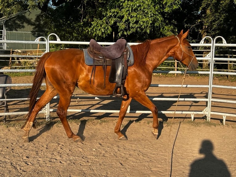 Caballo cuarto de milla Mestizo Yegua 6 años 162 cm Alazán in Waldshut-Tiengen