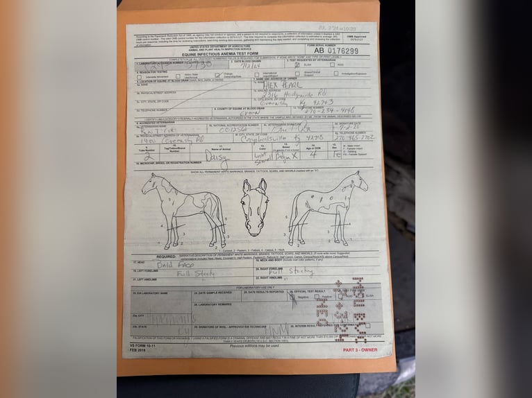 Caballo cuarto de milla Yegua 6 años 163 cm Alazán-tostado in Greensburg KY