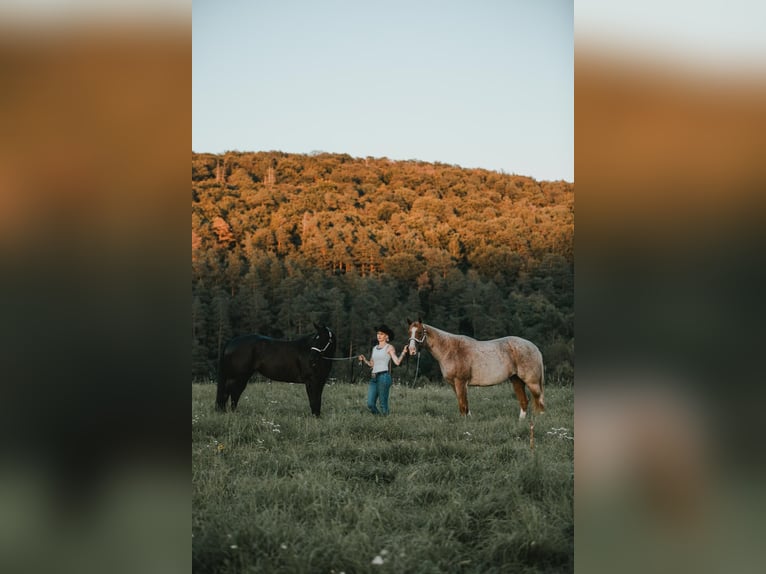 Caballo cuarto de milla Yegua 6 años 163 cm Ruano alazán in Waldbröl