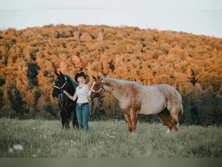 Caballo cuarto de milla Yegua 6 años 163 cm Ruano alazán in Waldbröl