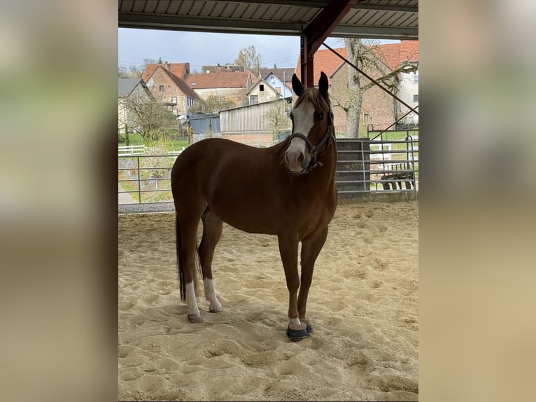 Caballo cuarto de milla Yegua 6 años Alazán in Börsborn