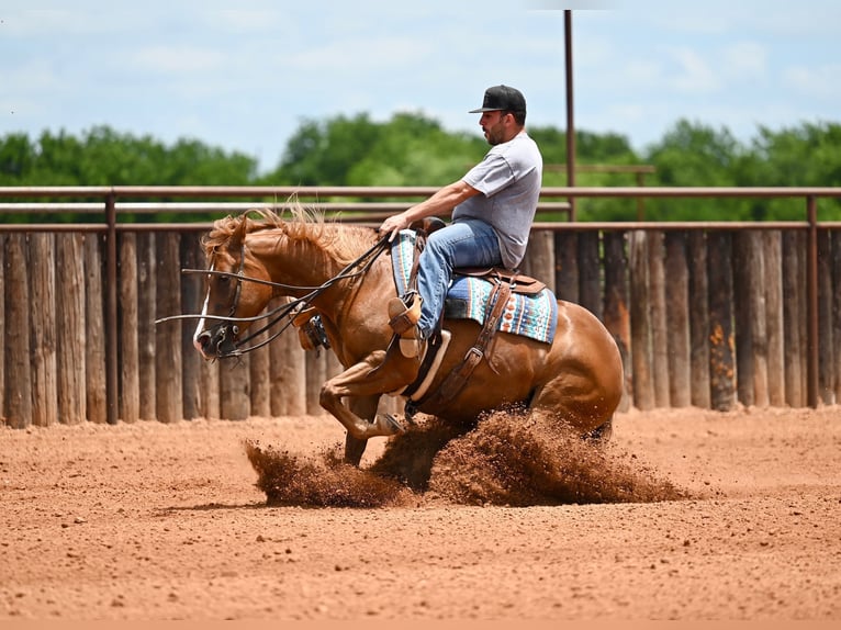Caballo cuarto de milla Yegua 6 años Alazán rojizo in Waco