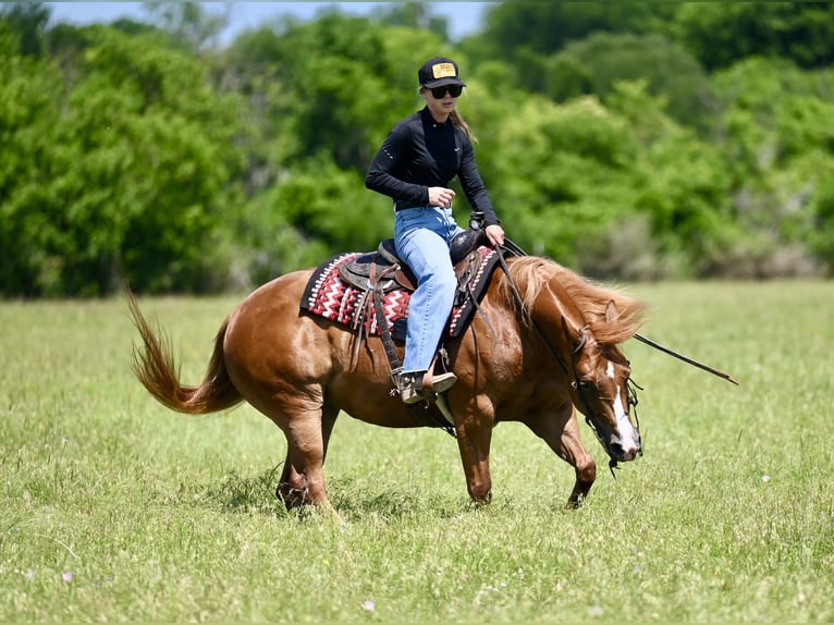 Caballo cuarto de milla Yegua 6 años Alazán rojizo in Waco