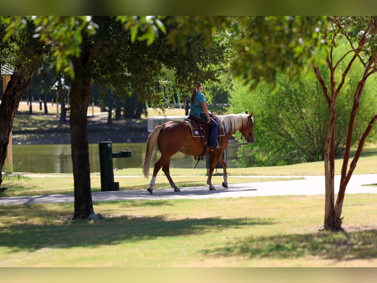 Caballo cuarto de milla Yegua 6 años Alazán rojizo in Terrell