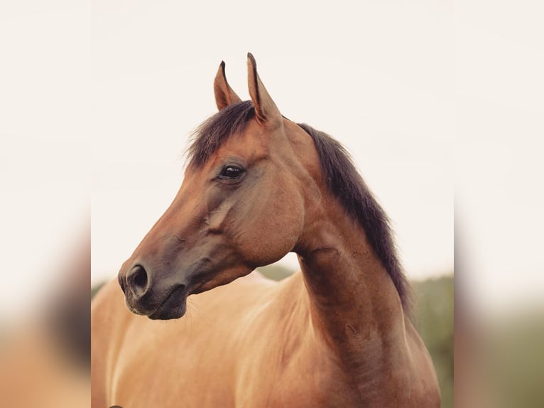 Caballo cuarto de milla Yegua 6 años Bayo in PongratzenEibiswald