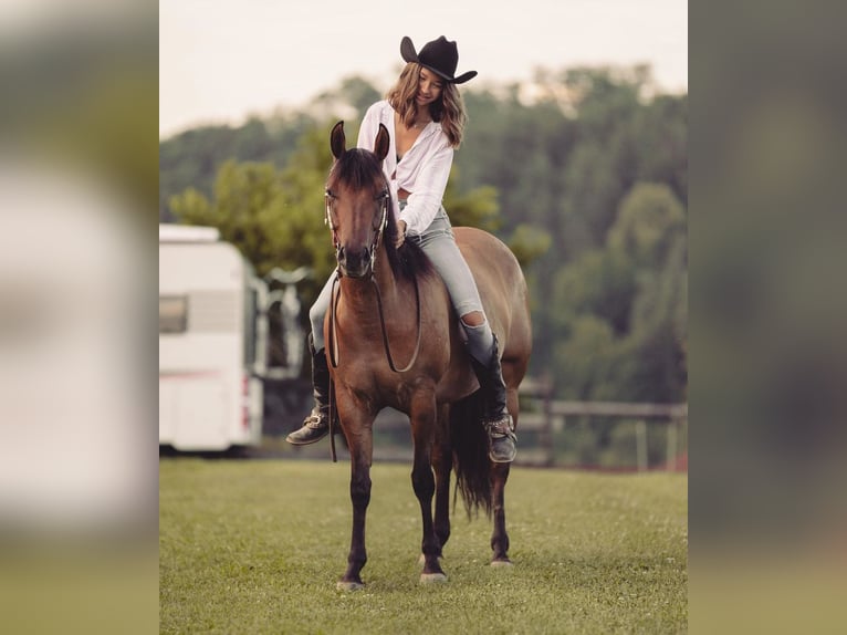 Caballo cuarto de milla Yegua 6 años Bayo in PongratzenEibiswald