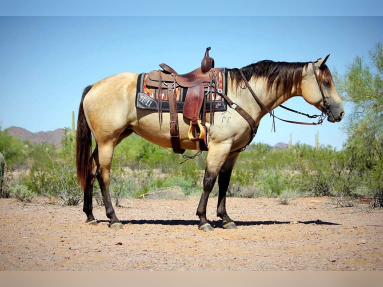 Caballo cuarto de milla Yegua 6 años in Marana AZ