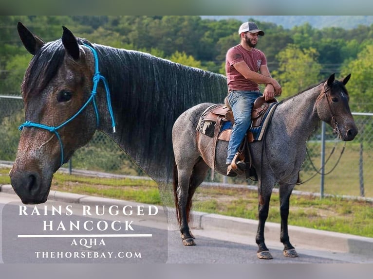 Caballo cuarto de milla Yegua 6 años Castaño-ruano in Blairsville, GA