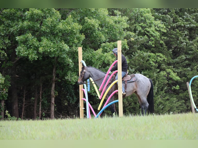 Caballo cuarto de milla Yegua 6 años Castaño-ruano in Ripley