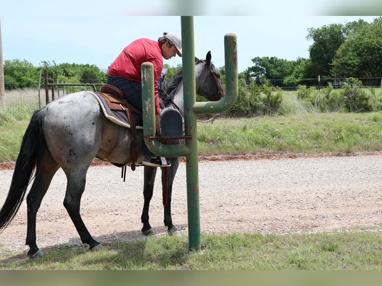 Caballo cuarto de milla Yegua 6 años Castaño-ruano in Ripley