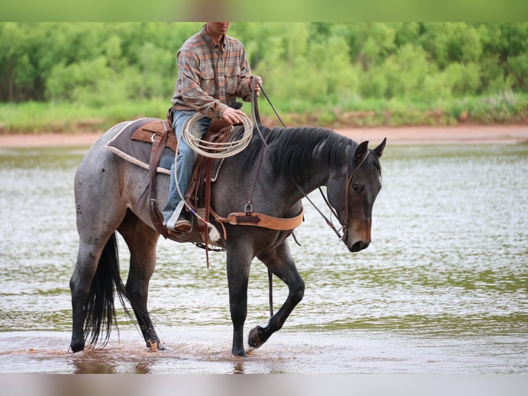 Caballo cuarto de milla Yegua 6 años Castaño-ruano in Ripley