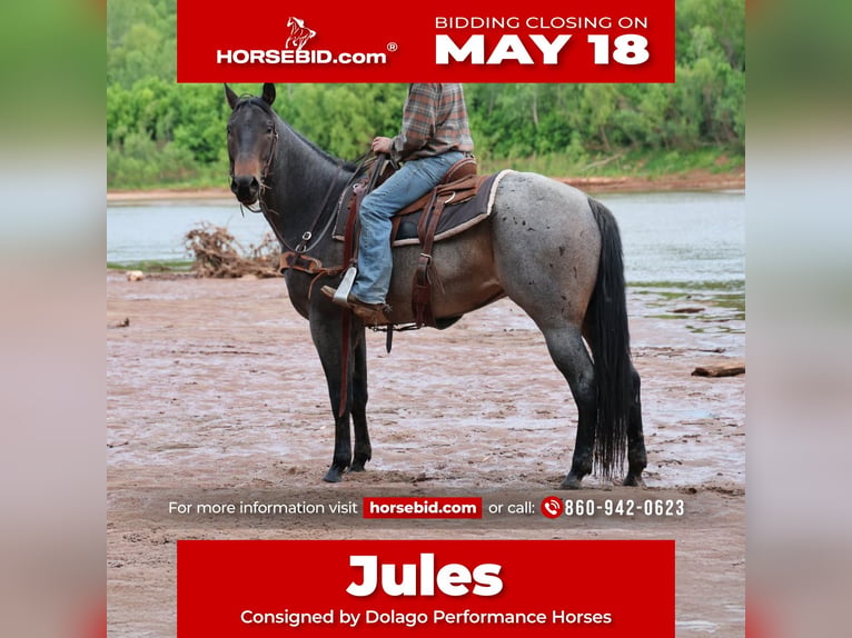 Caballo cuarto de milla Yegua 6 años Castaño-ruano in Ripley