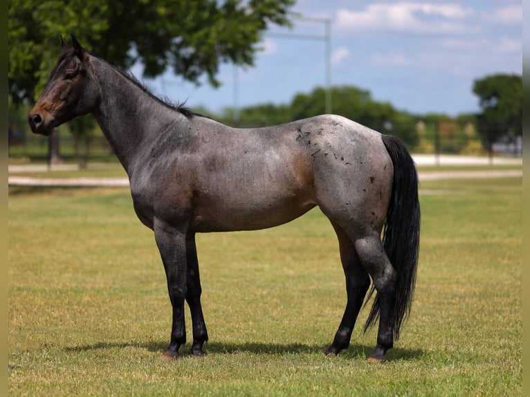 Caballo cuarto de milla Yegua 6 años Castaño-ruano in Ripley