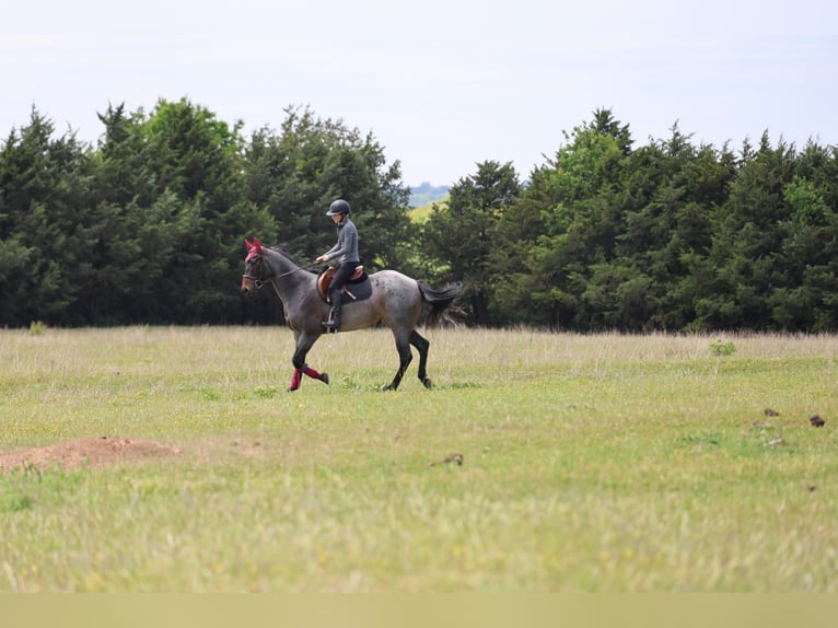 Caballo cuarto de milla Yegua 6 años Castaño-ruano in Ripley
