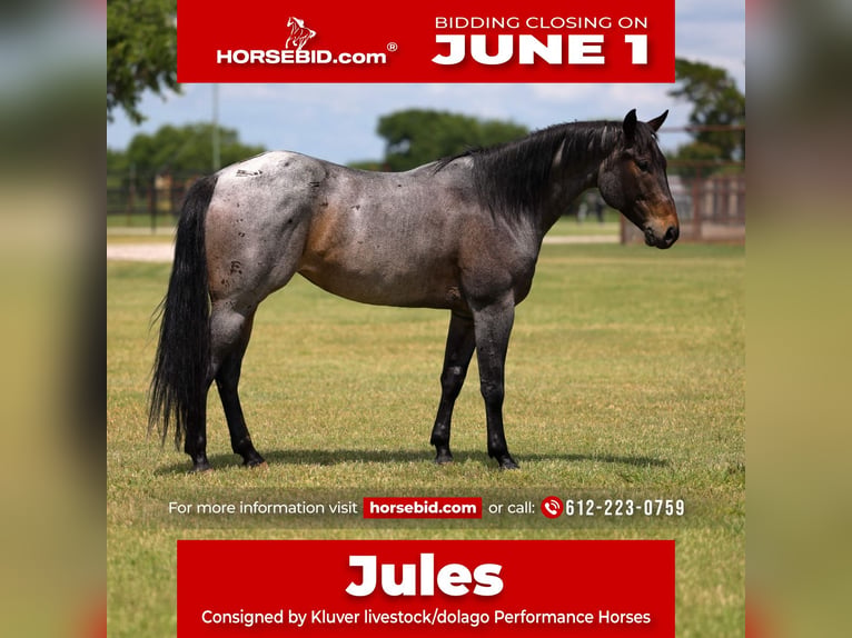 Caballo cuarto de milla Yegua 6 años Castaño-ruano in Ripley