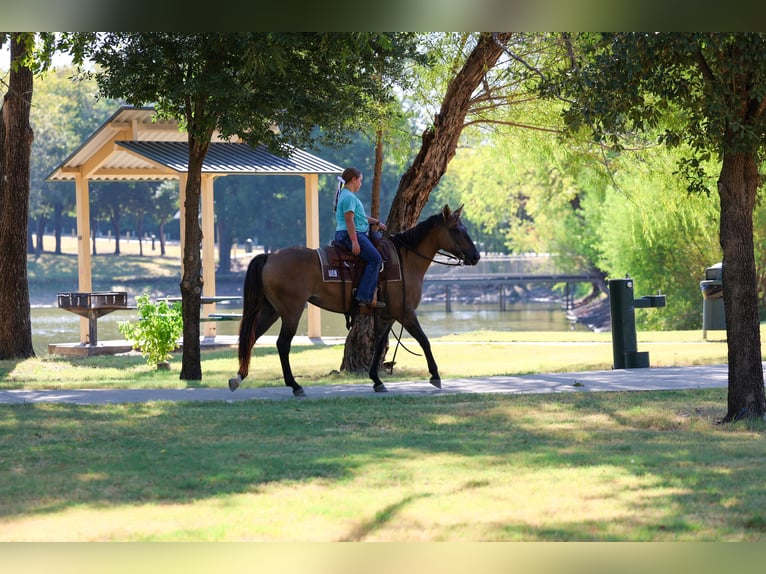 Caballo cuarto de milla Yegua 6 años Grullo in Terrell