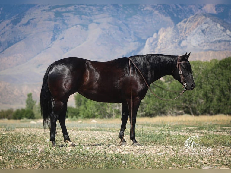 Caballo cuarto de milla Yegua 6 años Negro in Cody