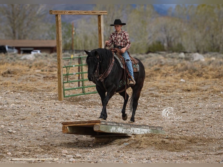 Caballo cuarto de milla Yegua 6 años Negro in Cody