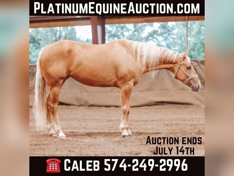 Caballo cuarto de milla Yegua 6 años Palomino in Knox IN