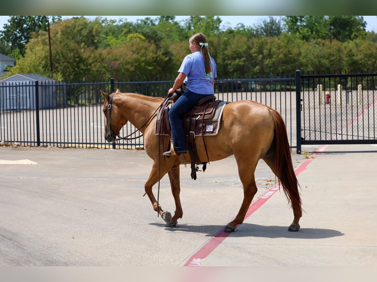 Caballo cuarto de milla Yegua 6 años Red Dun/Cervuno in Terrell