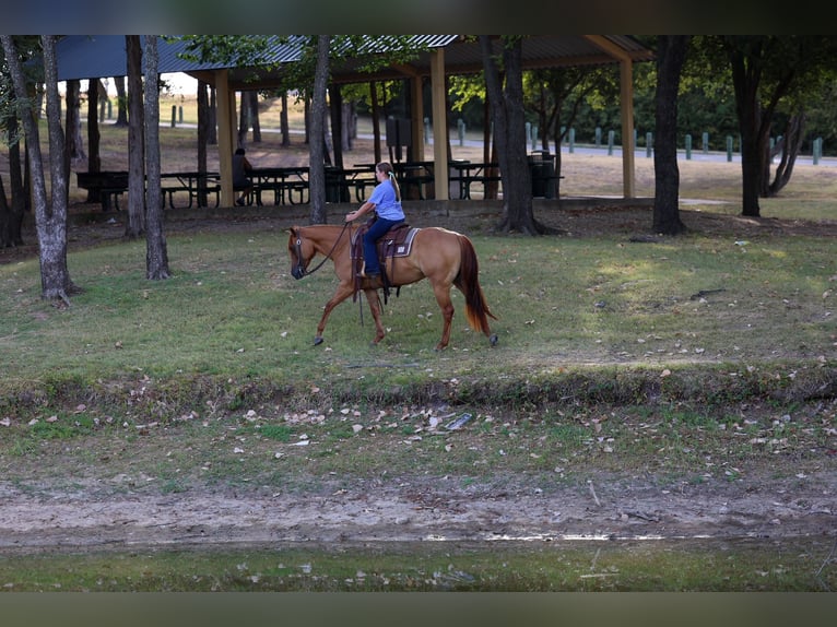 Caballo cuarto de milla Yegua 6 años Red Dun/Cervuno in Terrell