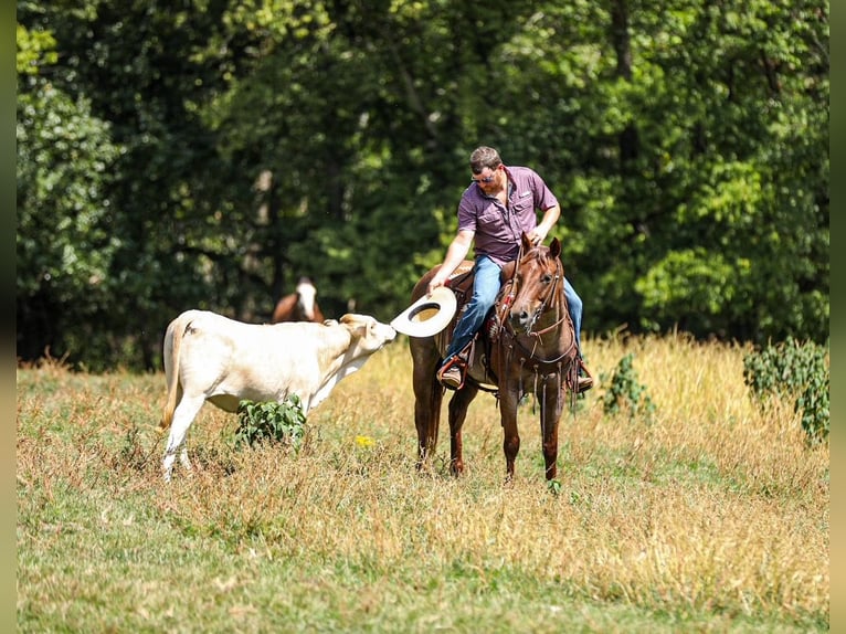 Caballo cuarto de milla Yegua 6 años Ruano alazán in Santa Fe