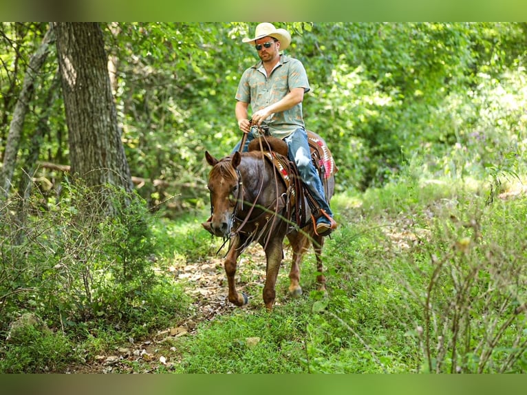 Caballo cuarto de milla Yegua 6 años Ruano alazán in Santa Fe