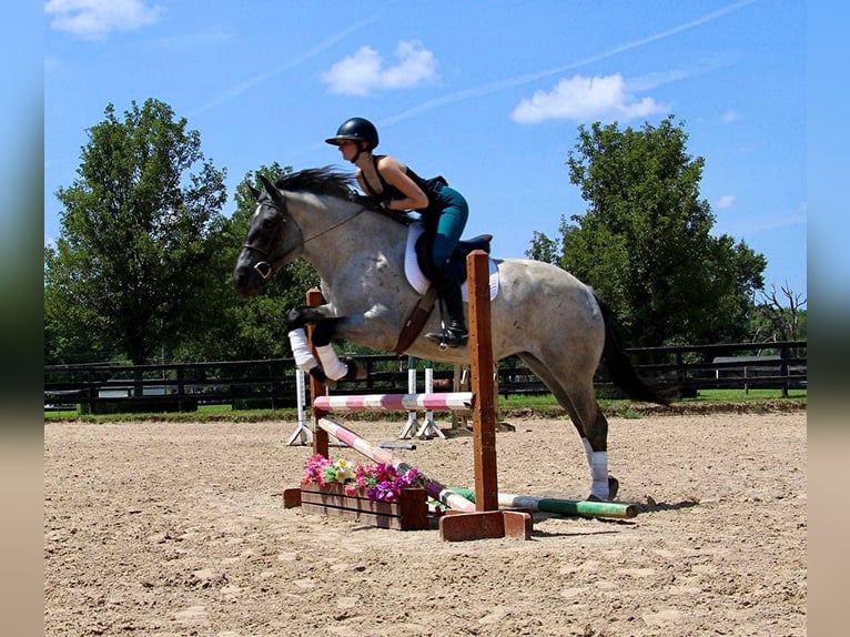 Caballo cuarto de milla Yegua 6 años Ruano azulado in HIghland MI