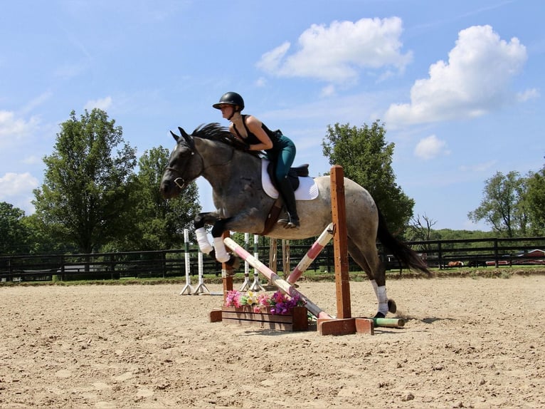 Caballo cuarto de milla Yegua 6 años Ruano azulado in HIghland MI