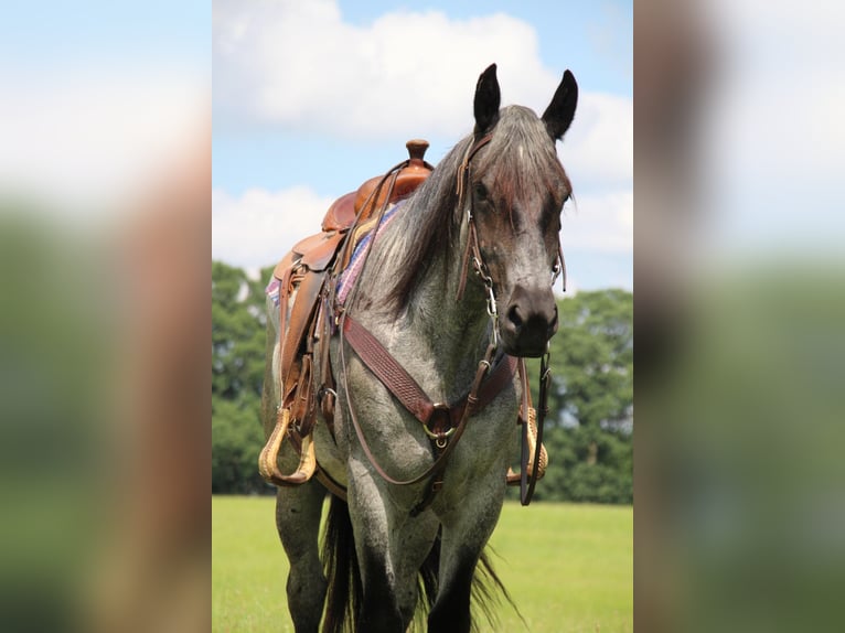 Caballo cuarto de milla Yegua 6 años Ruano azulado in HIghland MI