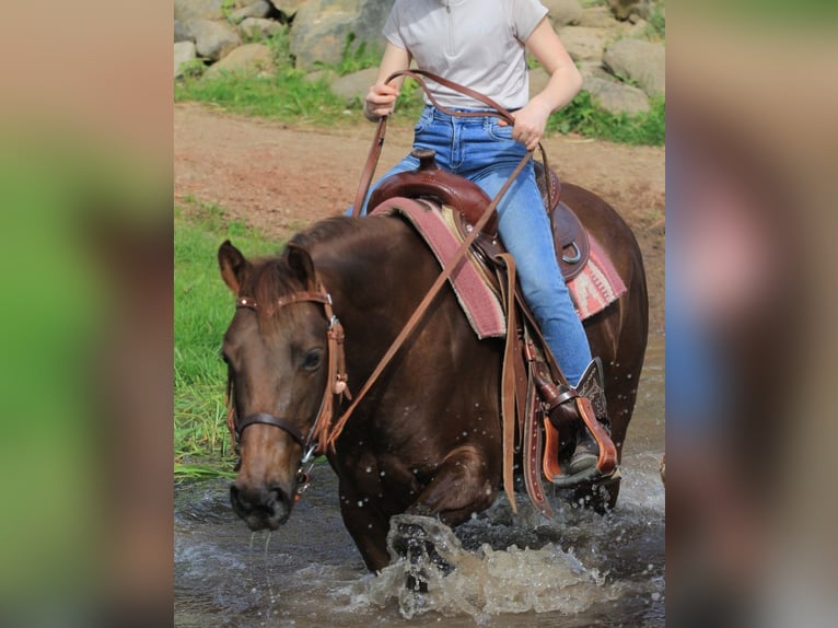 Caballo cuarto de milla Yegua 7 años 138 cm Alazán-tostado in Floh-Seligenthal