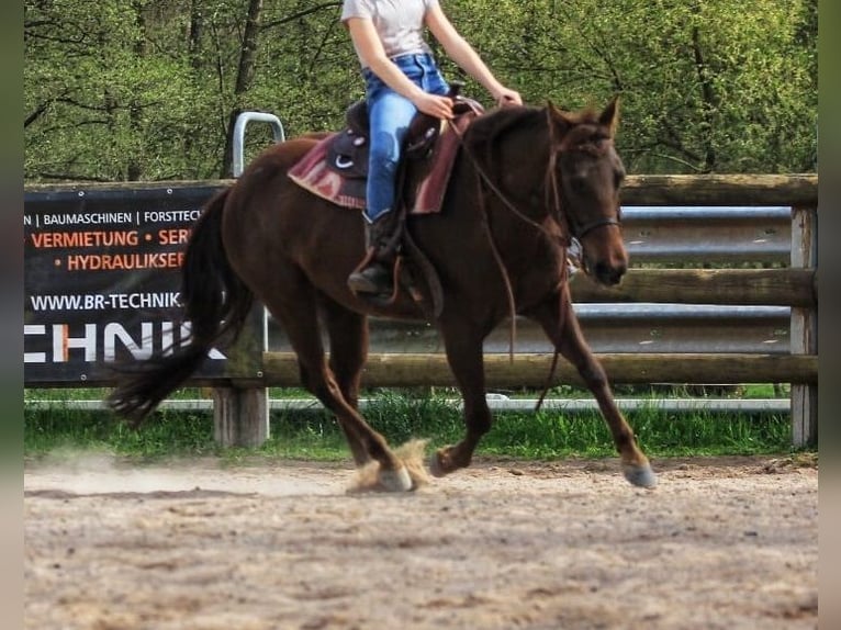 Caballo cuarto de milla Yegua 7 años 138 cm Alazán-tostado in Floh-Seligenthal