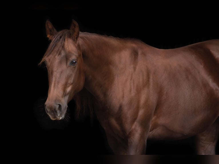 Caballo cuarto de milla Yegua 7 años 138 cm Alazán-tostado in Floh-Seligenthal