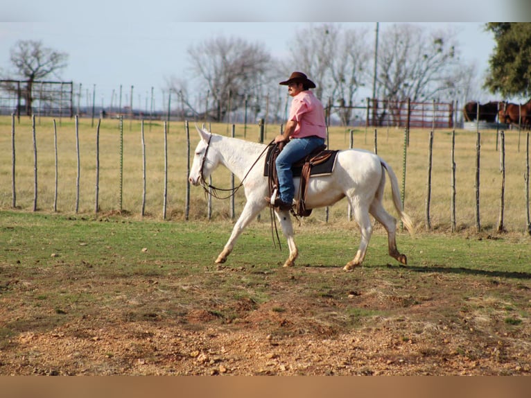 Caballo cuarto de milla Yegua 7 años 140 cm White/Blanco in Stephenville TX