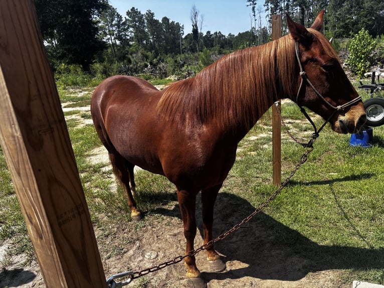 Caballo cuarto de milla Mestizo Yegua 7 años 142 cm Alazán-tostado in Andrews