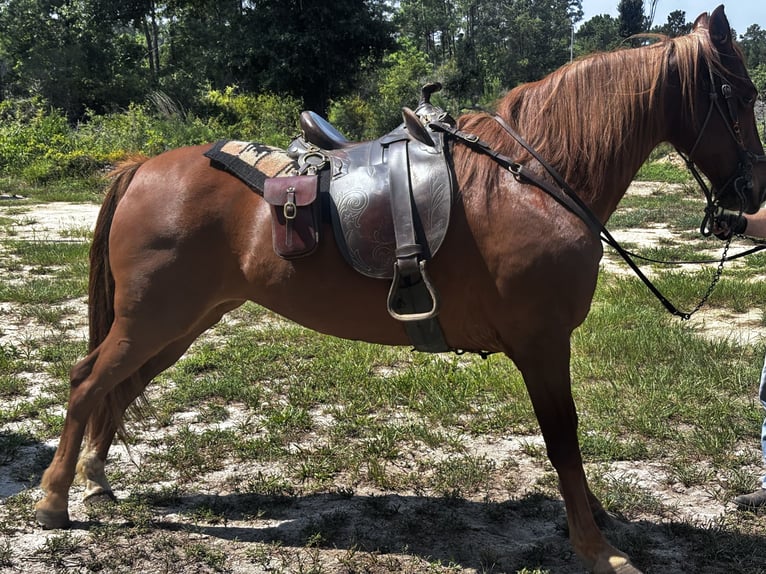Caballo cuarto de milla Mestizo Yegua 7 años 142 cm Alazán-tostado in Andrews