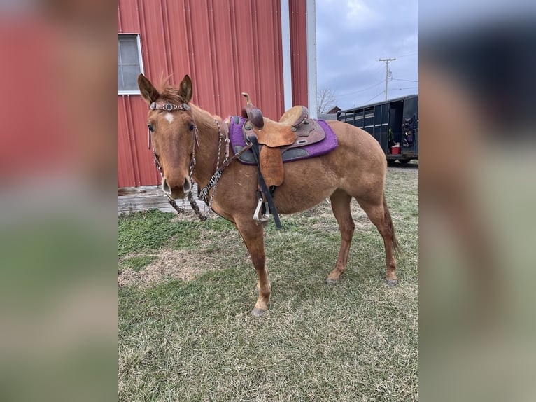 Caballo cuarto de milla Yegua 7 años 142 cm Alazán-tostado in Wooster