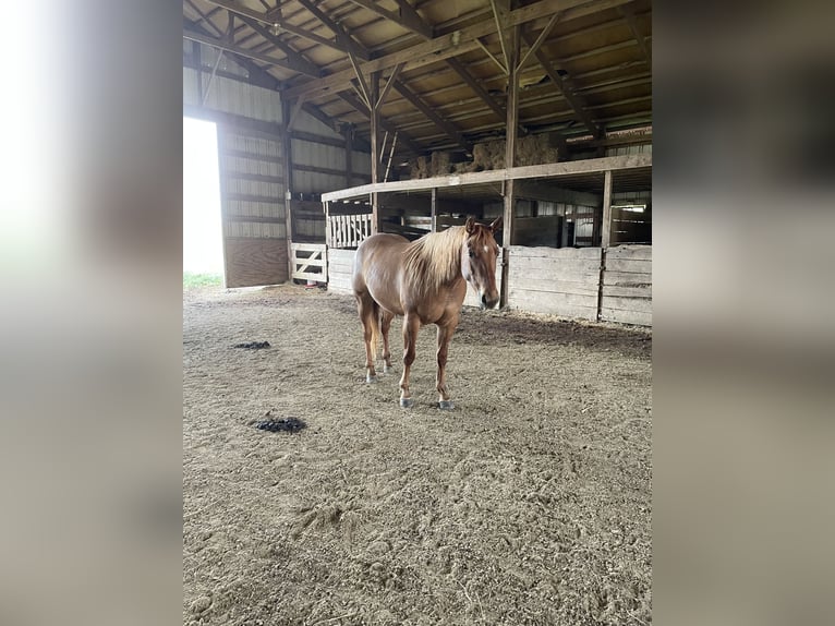 Caballo cuarto de milla Yegua 7 años 142 cm Alazán-tostado in Wooster