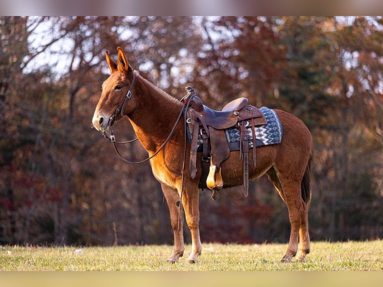 Caballo cuarto de milla Yegua 7 años 142 cm Alazán-tostado in Everett, PA